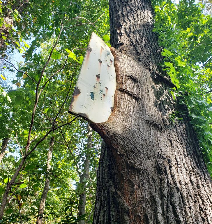 Illustration de l'article : 20 photos of interesting and amazing natural phenomena