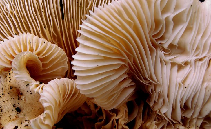 Illustration de l'article : 16 fascinating microscope photos that show off mesmerizing details 