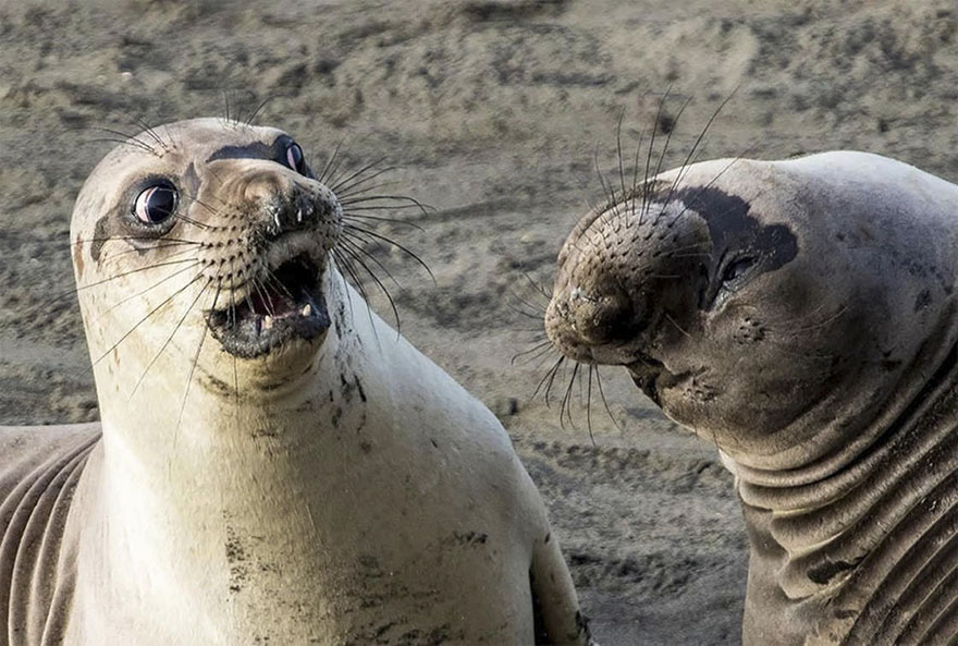 Illustration de l'article : 14 pictures of animals chosen as the funniest of the year