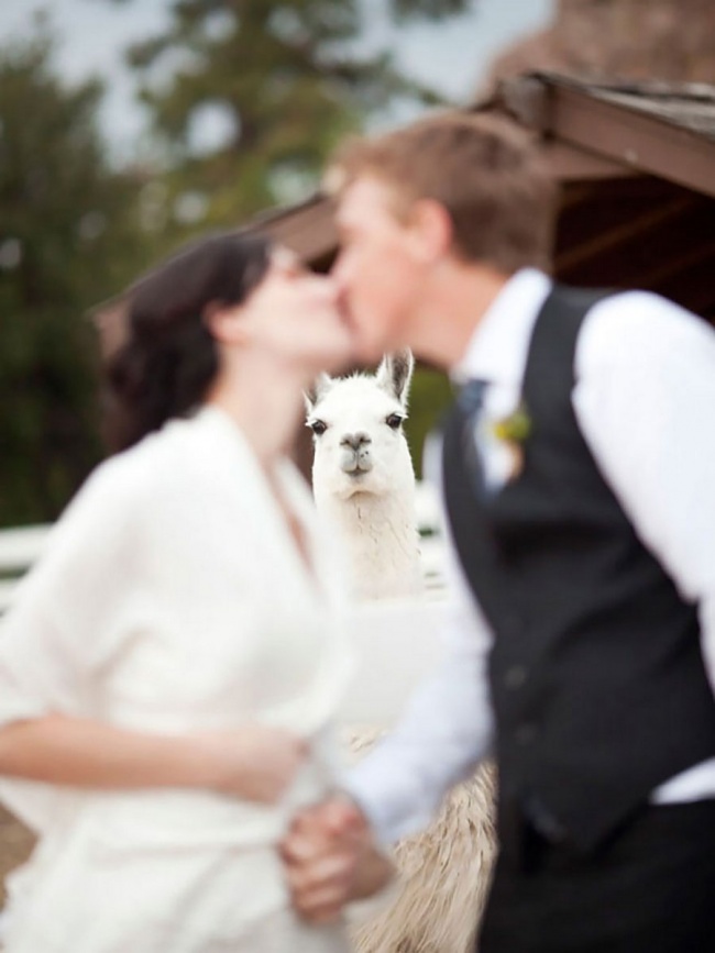 Illustration de l'article : 18 newlyweds who got creative and took some awesome photos