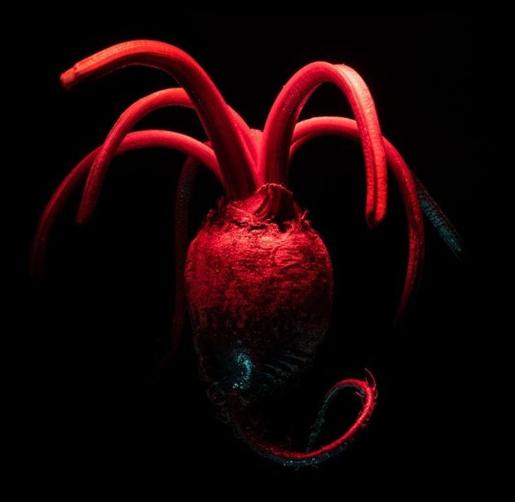 Illustration de l'article : 20 photos that aren’t what they seem