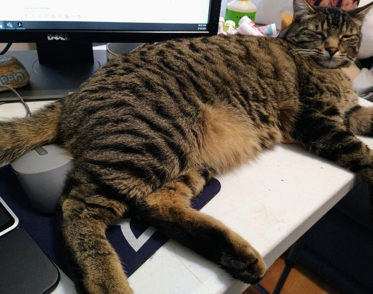 Illustration de l'article : 19 photos of cats that prove they make their own rules