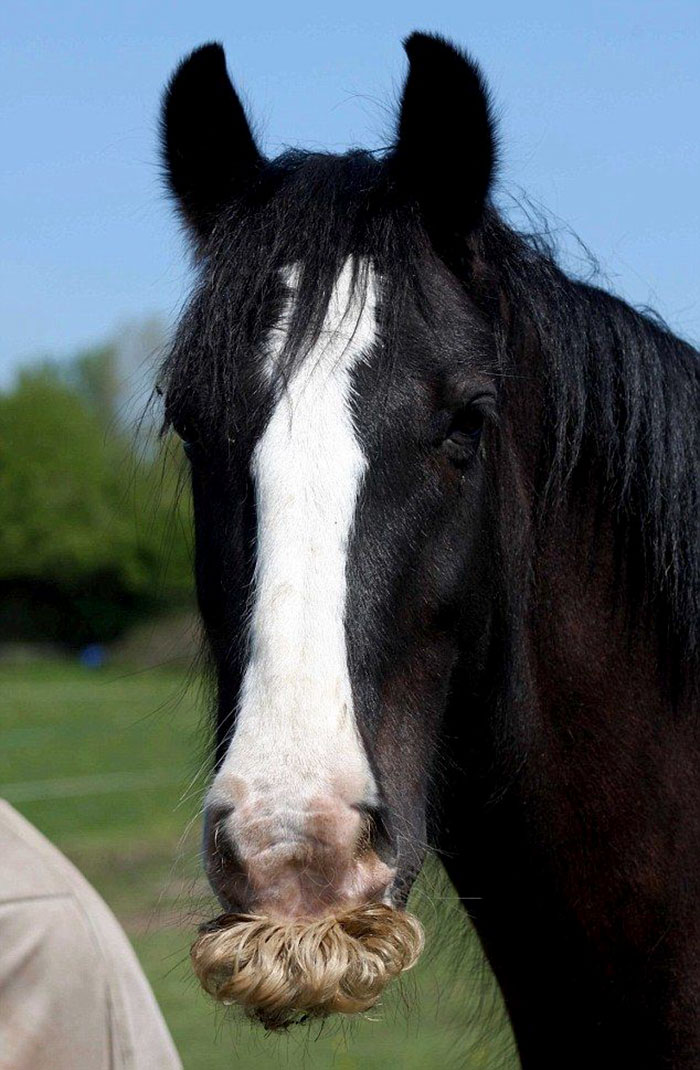Illustration de l'article : 20 unusual photos of horses with moustaches