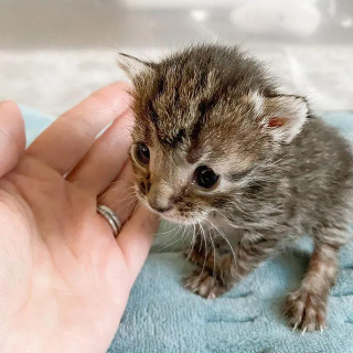 Illustration de l'article : Un chaton minuscule se transforme en un félin épanoui et rempli d’amour (vidéo)