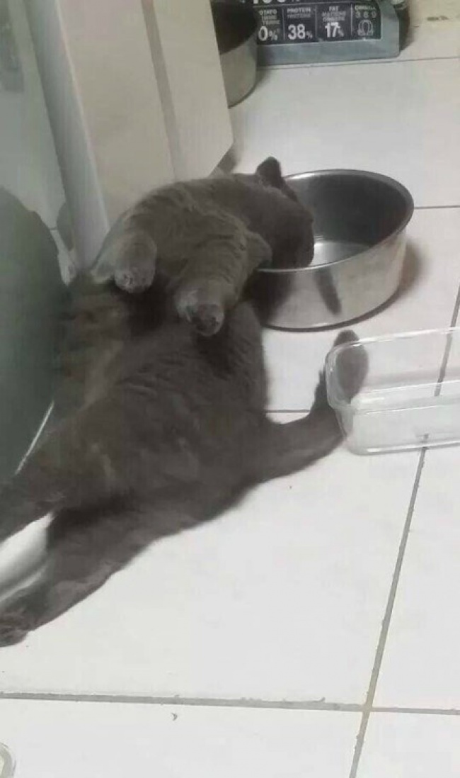 Illustration de l'article : 22 photos that prove cats really are a law unto themselves