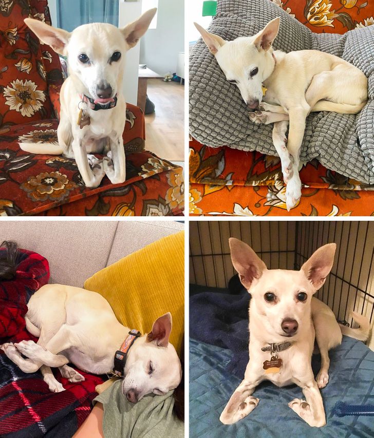 Illustration de l'article : 15 photos of dogs who think they’re cats