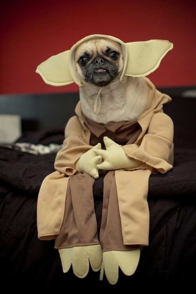 Illustration de l'article : 20 cosplay fans show off their awesome creations