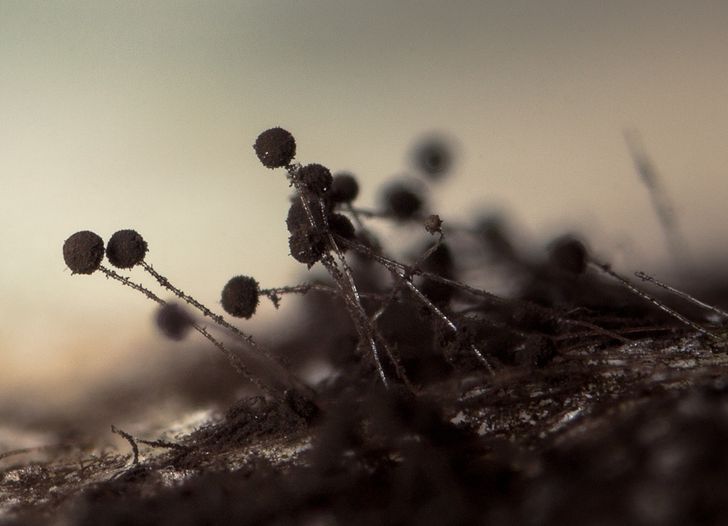 Illustration de l'article : 16 fascinating microscope photos that show off mesmerizing details 