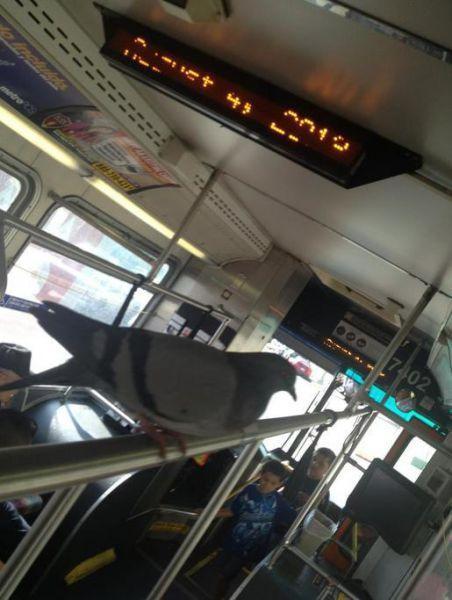 Illustration de l'article : 20 brilliant ideas of some very lazy people!