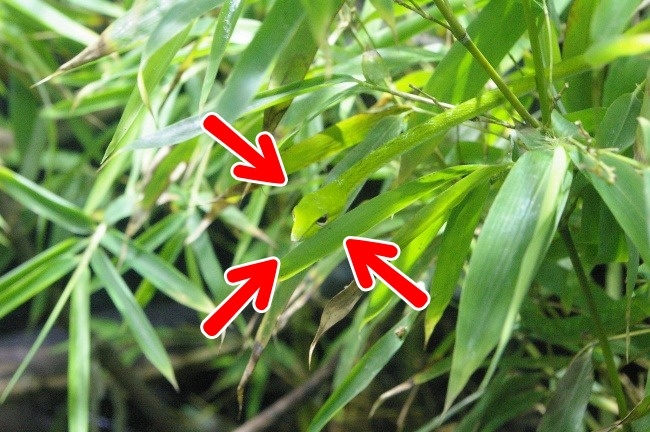 Illustration de l'article : If you don’t have perfect vision, you won’t be able to find the hidden animals in these 10 photos!