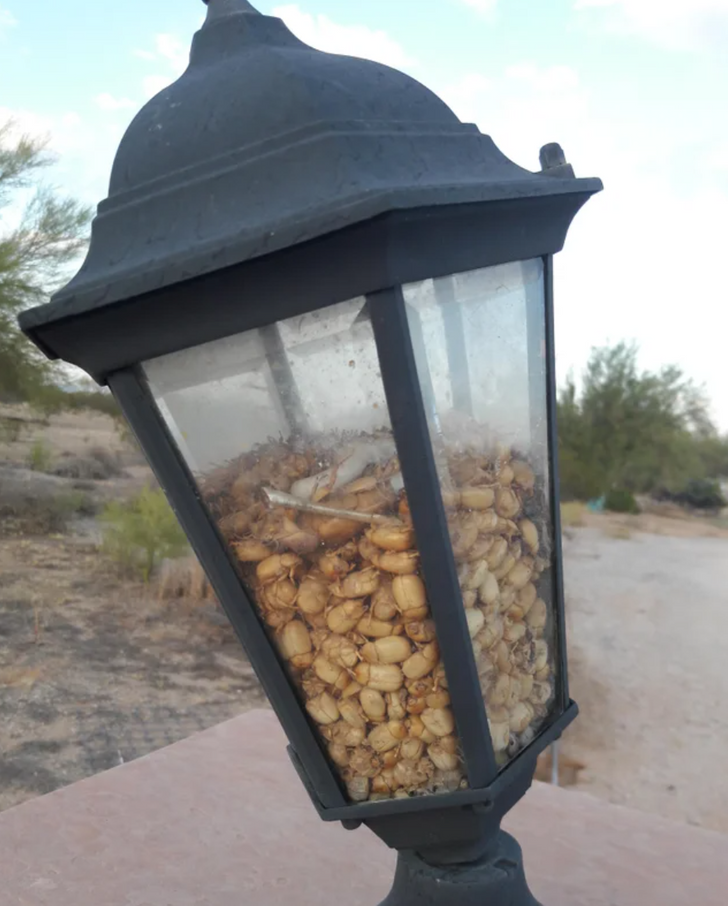 Illustration de l'article : 18 once in a lifetime occurrences that netizens snapped and shared