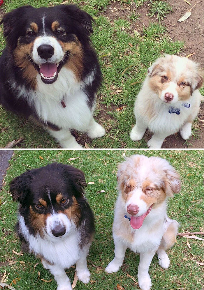 Illustration de l'article : 20 adorable photos of Australian Shepherd dogs
