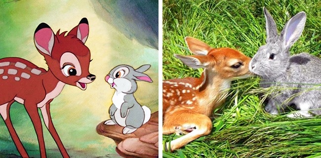 Illustration de l'article : 14 animals that are the exact copies of our favorite cartoon characters