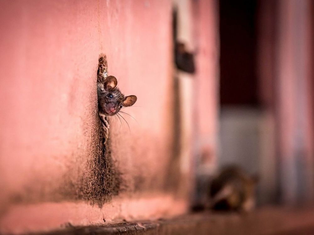Illustration de l'article : 24 photos that will be hard to forget