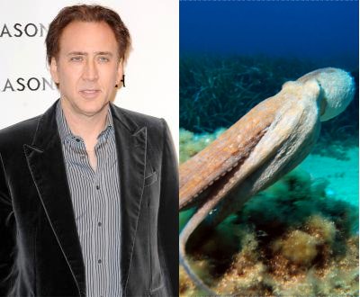 Illustration de l'article : Which of these 12 celebrity pets is the most unusual?