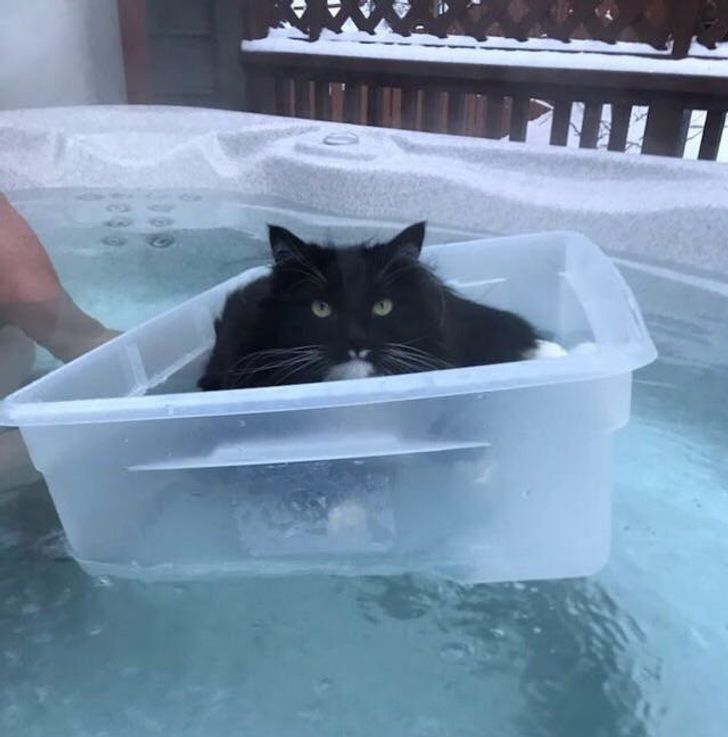 Illustration de l'article : 20 photos that show how tough life can be for a pampered pet