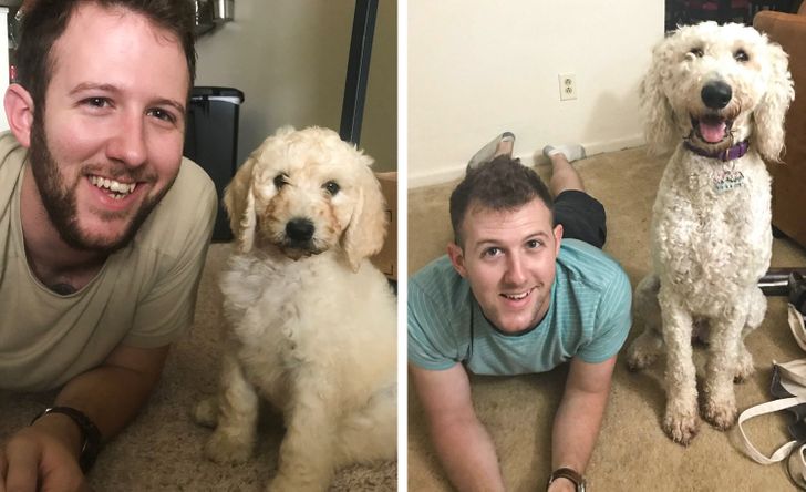 Illustration de l'article : 20 photos of dogs and cats that grew to be bigger than their owners expected