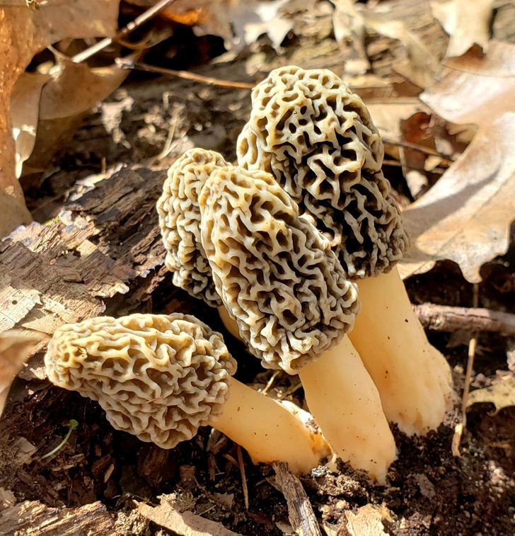 Illustration de l'article : 16 weird and wonderful photos of nature