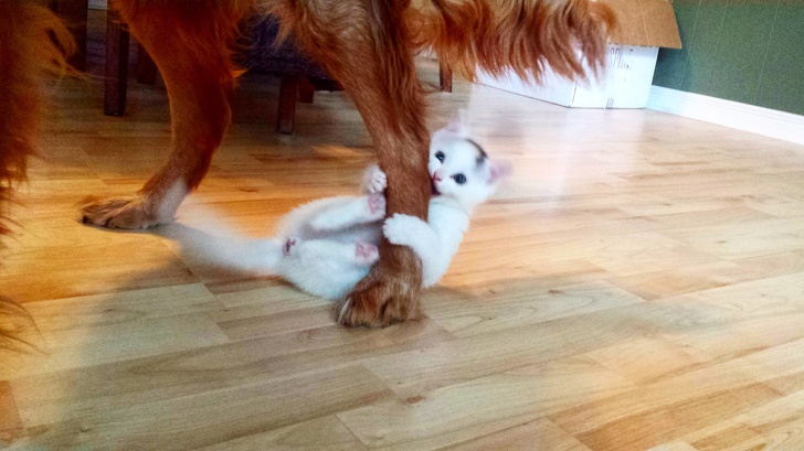 20 Photos That Prove Cats Are A Law Unto Themselves