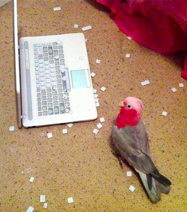 Illustration de l'article : 18 animals that were caught in the act