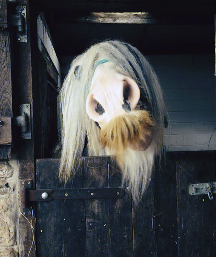 Illustration de l'article : 20 unusual photos of horses with moustaches