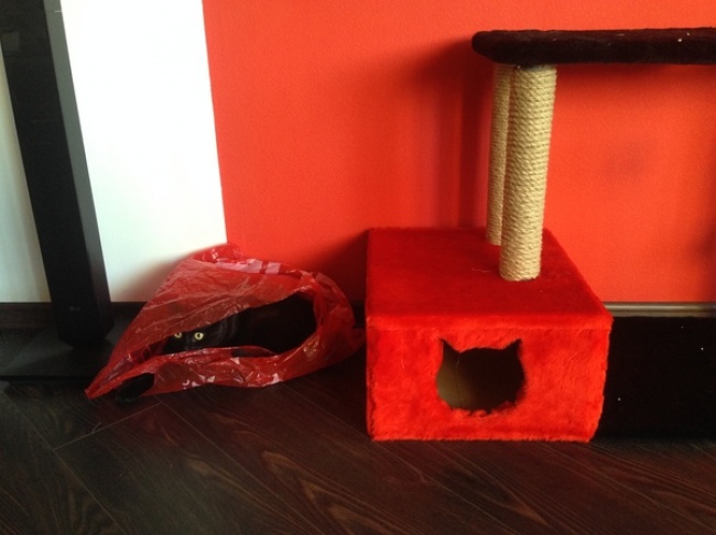 Illustration de l'article : 22 photos that prove cats really are a law unto themselves