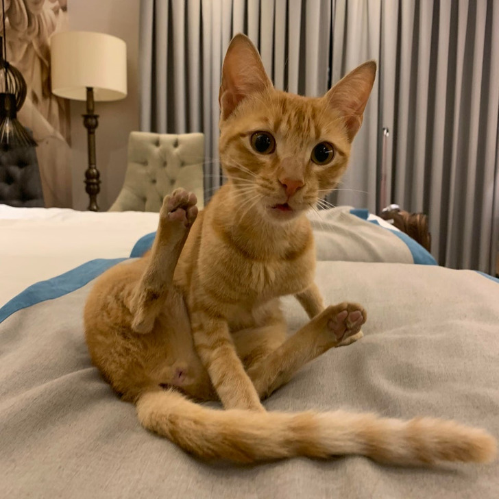 Illustration de l'article : 18 hotel patrons who found a surprise waiting for them