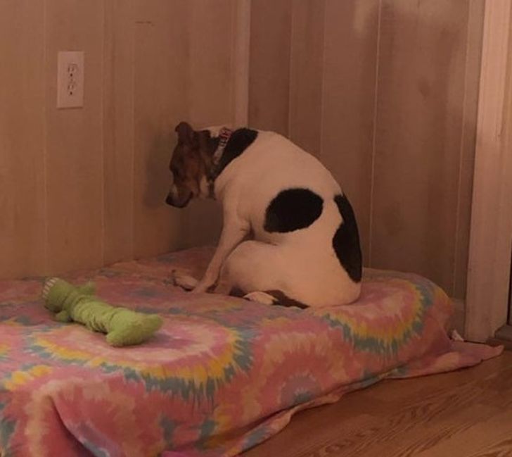 Illustration de l'article : 20 photos that show how tough life can be for a pampered pet