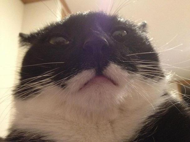 Illustration de l'article : 18 problems that anyone who has a cat experiences everyday