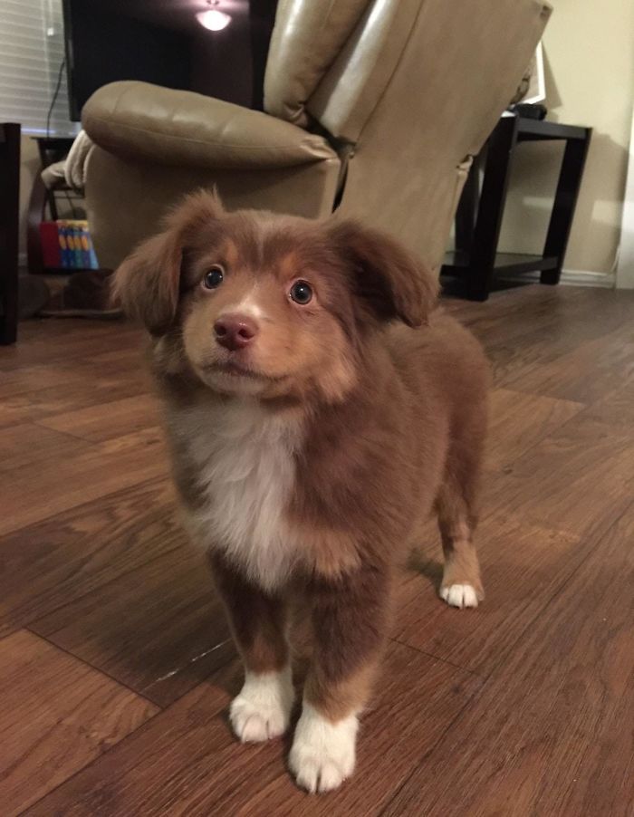 Illustration de l'article : 20 adorable photos of Australian Shepherd dogs