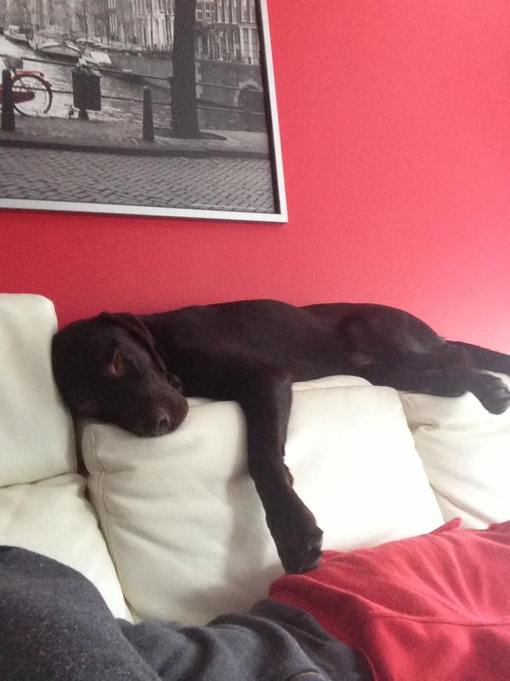 Illustration de l'article : 15 photos of dogs who think they’re cats