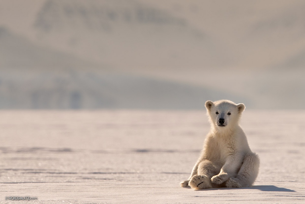Illustration de l'article : 24 photos that will be hard to forget