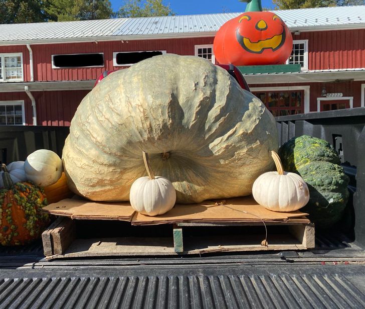 Illustration de l'article : 20 strange sights snapped and shared online