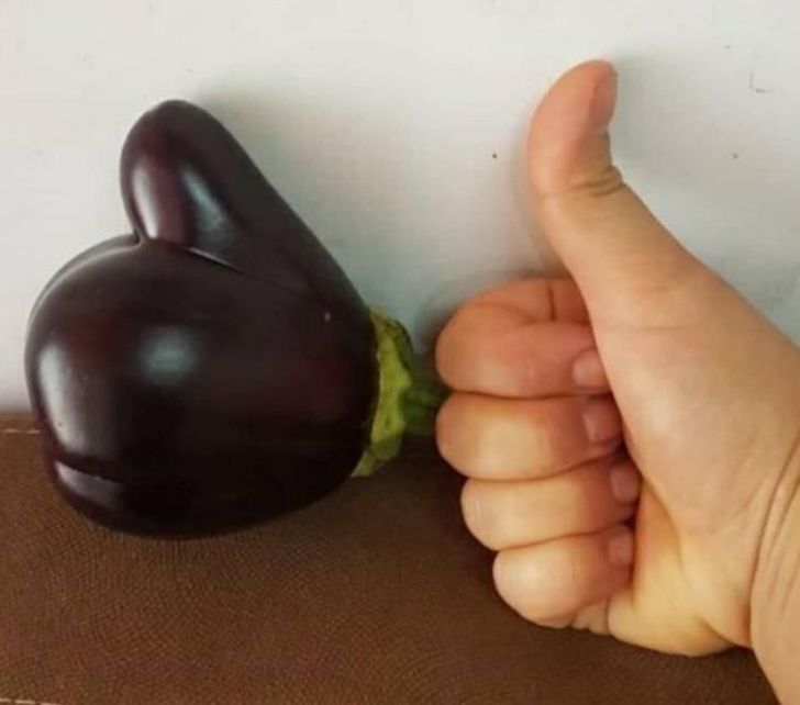 Illustration de l'article : 16 photos that illustrate the beauty and originality of nature