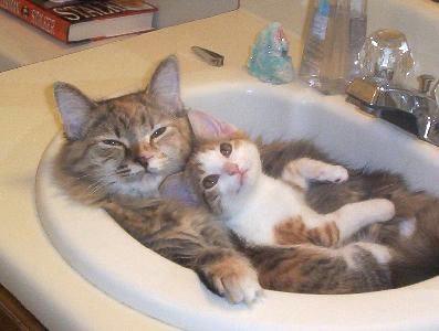 Illustration de l'article : 18 problems that anyone who has a cat experiences everyday