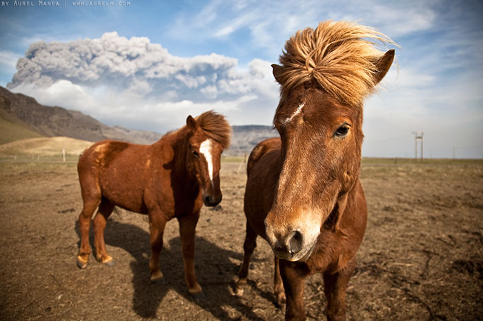 Illustration de l'article : 20 photos that prove animals know how to strike a pose
