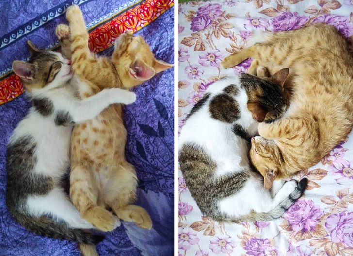 Illustration de l'article : 20 photos of dogs and cats that grew to be bigger than their owners expected