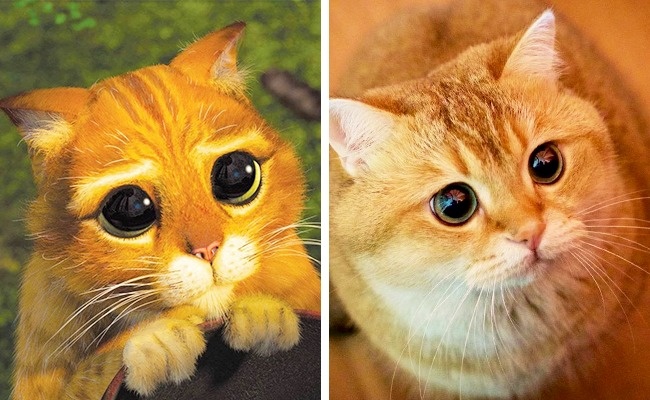 Illustration de l'article : 14 animals that are the exact copies of our favorite cartoon characters