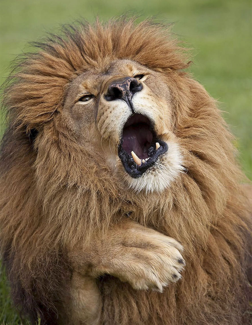 Illustration de l'article : 14 pictures of animals chosen as the funniest of the year