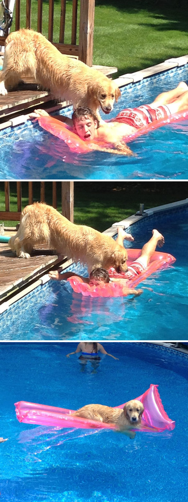 Illustration de l'article : 18 animals that were caught in the act