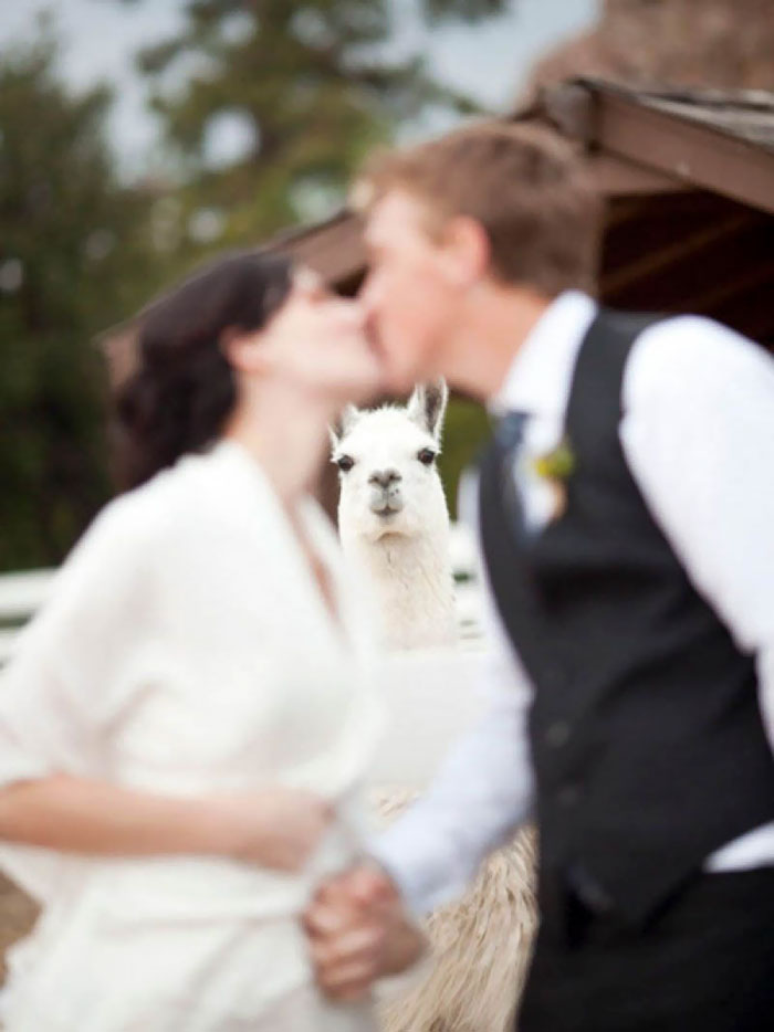 Illustration de l'article : 20 hilarious wedding photobombs that crowned the newlyweds' special day