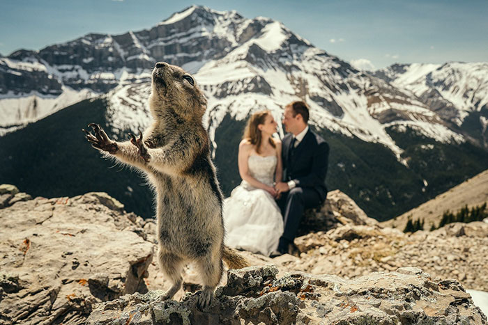 Illustration de l'article : 20 hilarious wedding photobombs that crowned the newlyweds' special day
