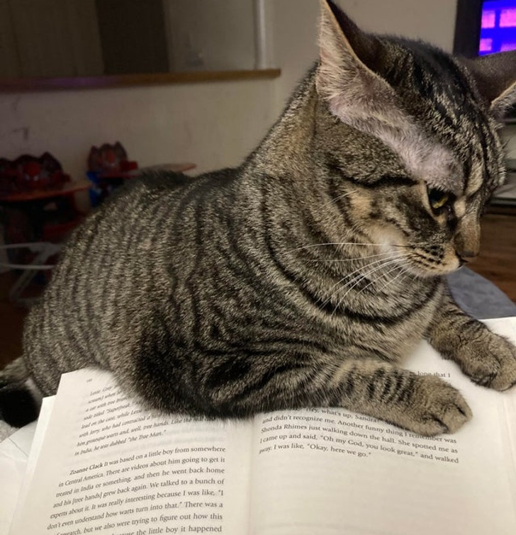 Illustration de l'article : 19 photos of cats that prove they make their own rules