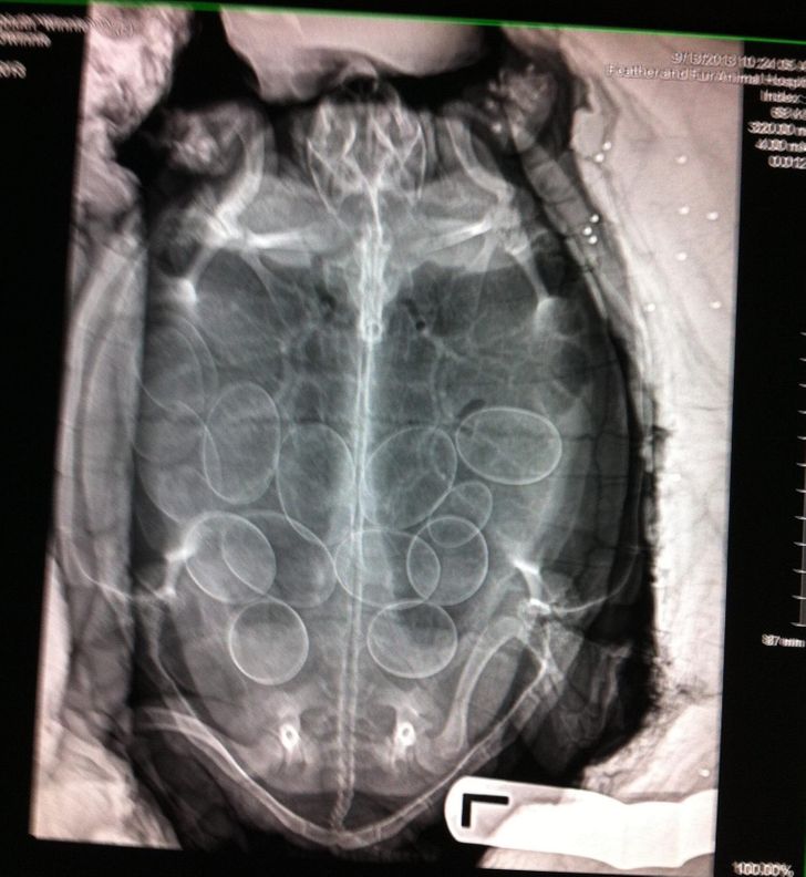 Illustration de l'article : 14 X-ray images that reveal a hidden story