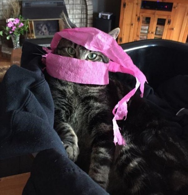 Illustration de l'article : 22 photos that prove cats really are a law unto themselves