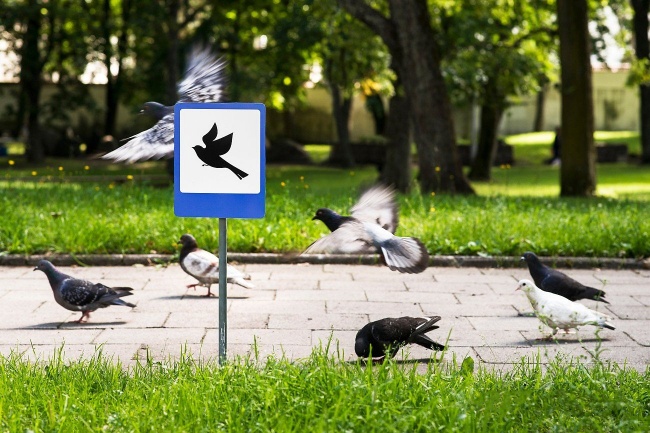 Illustration de l'article : 13 examples that show our kindness to animals
