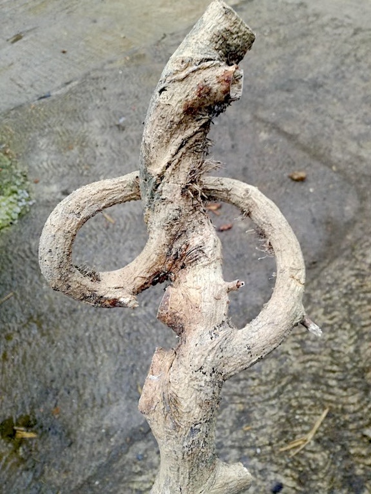 Illustration de l'article : Check out these 21 strange discoveries that deserve a closer look