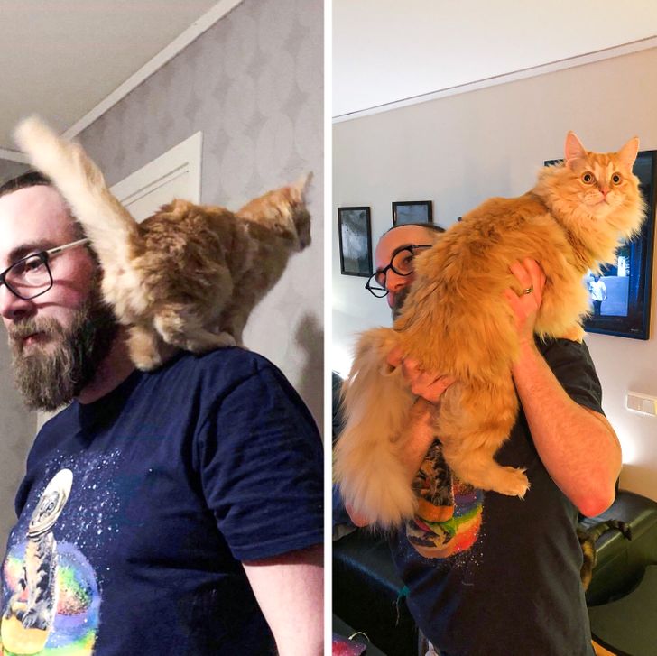 Illustration de l'article : 20 photos of dogs and cats that grew to be bigger than their owners expected