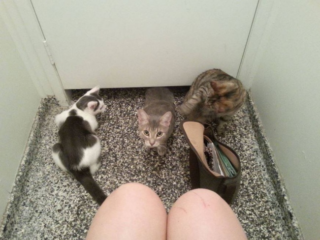 Illustration de l'article : 15 images that show how life with a cat can sometimes be complicated