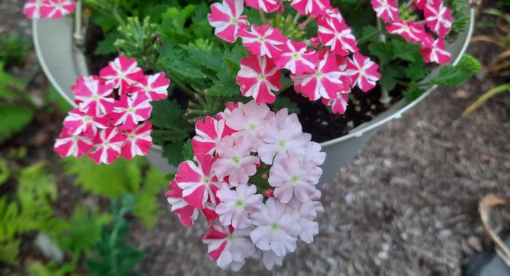 Illustration de l'article : 18 times nature has surpassed itself